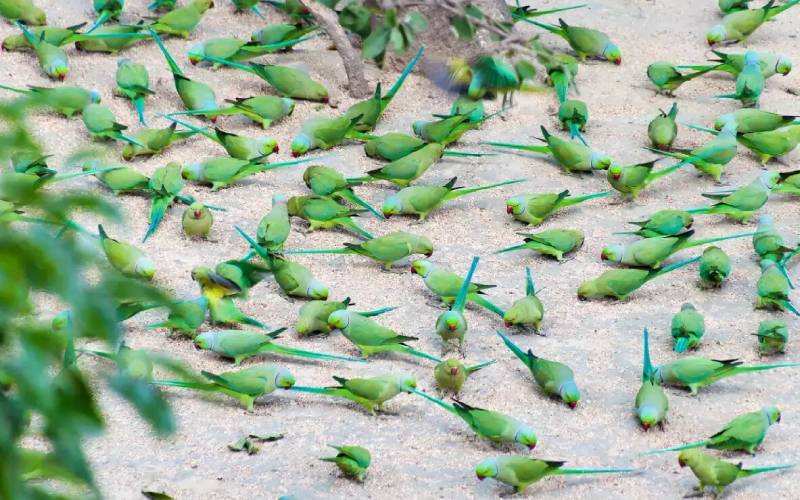 Parrots - The Feathered Ambassadors of the Island