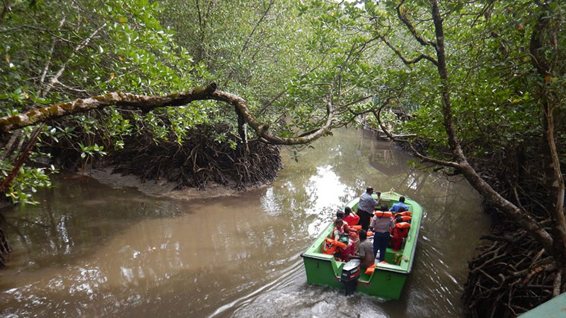 The Rich Flora and Fauna of Baratang Island