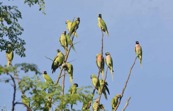 Sightseeing Spots at Baratang Island