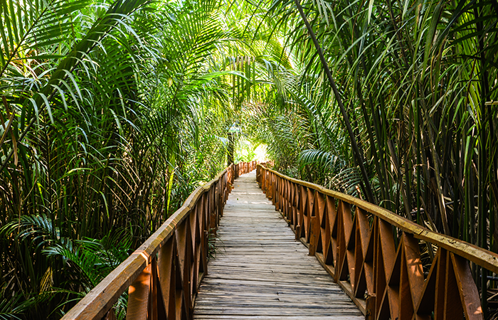 Highlights of Dhani Nallah Mangrove, Rangat Island