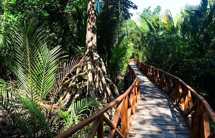 Overview of Dhani Nallah Mangrove, Rangat Island