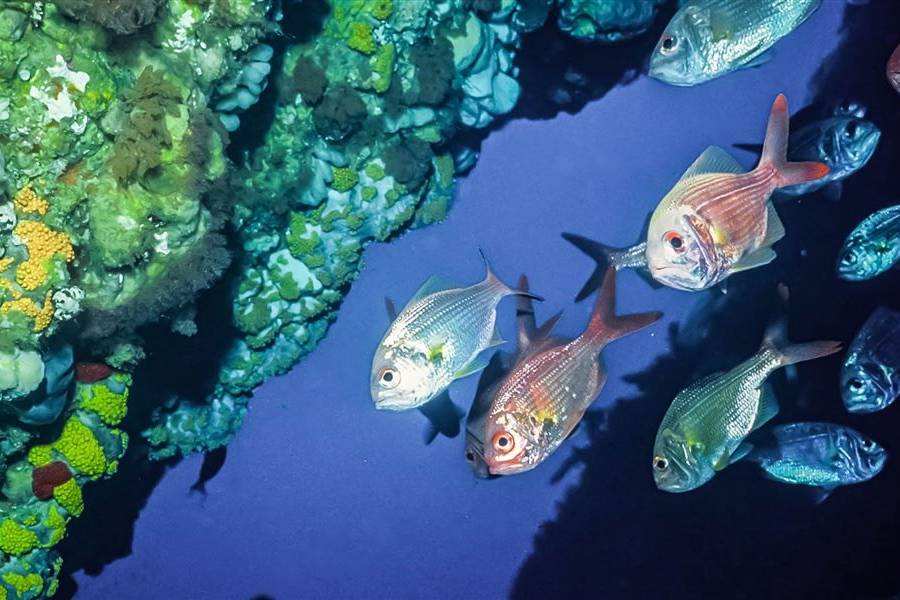 Importance and Appeal of Glass Bottom Boat Rides in the Andaman Islands