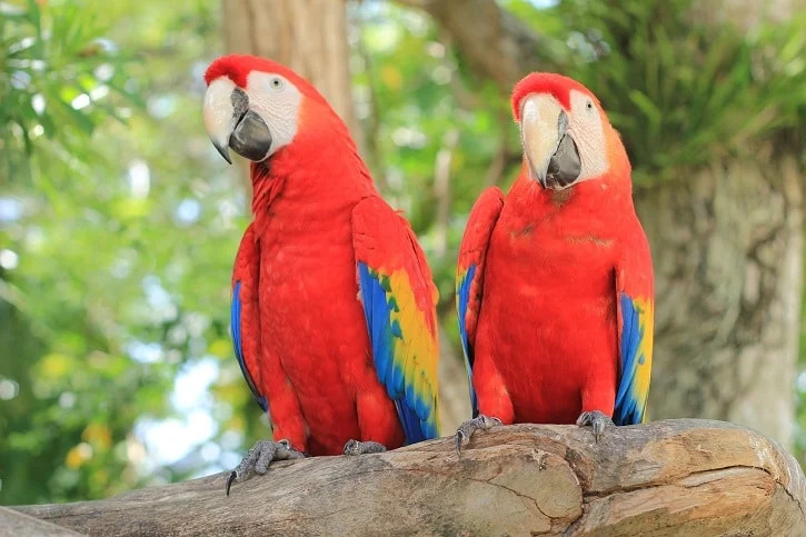 scarletmacaw.jpg