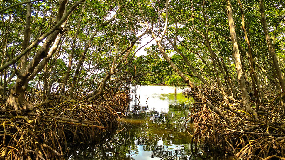 Natural Ponds and Mangroves