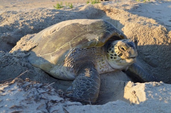 Turtle Nesting in Diglipur: A Comprehensive Know-It-All Guide For Travellers