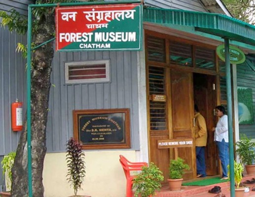 Forest Museum