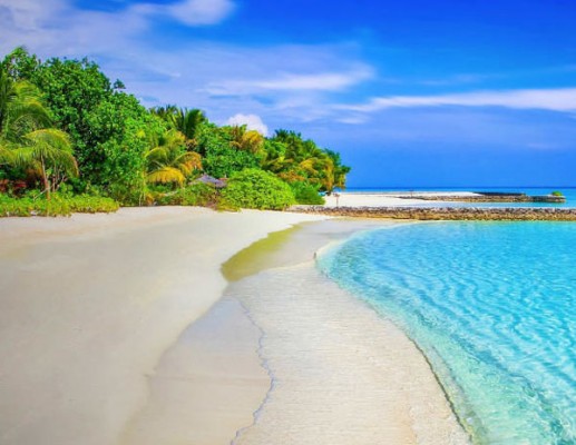 Photography Background Under The Sea Underwater World Turtle Coral Ree –  dreamybackdrop