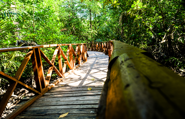 Dhani Nallah Mangrove at Rangat Island