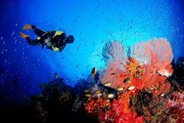 Top Scuba Diving Sites in the Andaman Islands