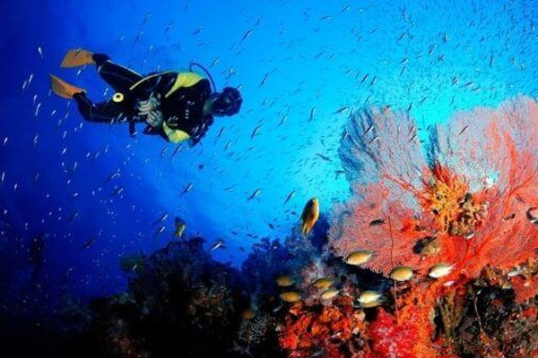 Underwater Videography in Andaman Islands